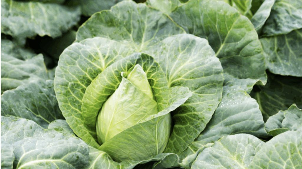 Imagen Sol de Levante